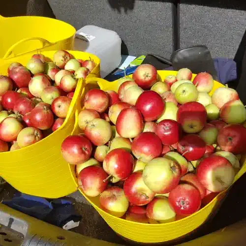 Recently picked apples